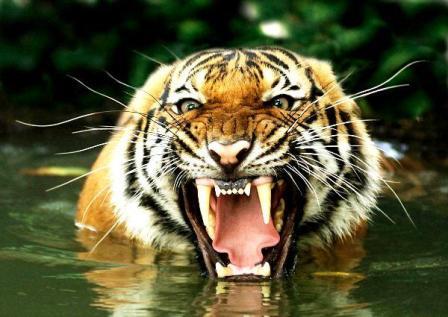 imagenes de tigres