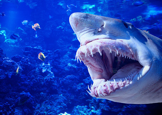 fotos de tiburones
