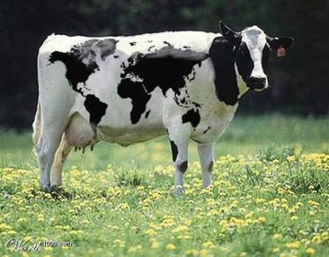 imagenes de vacas