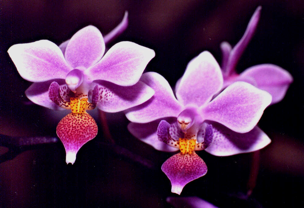fotos de orquideas