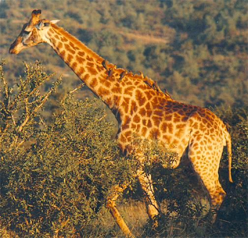 imagenes de jirafas