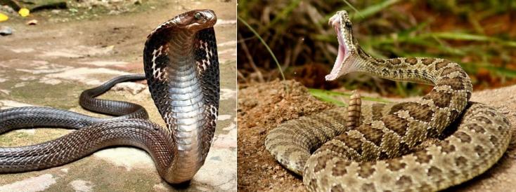 serpientes venenosas