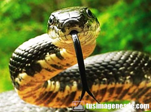imagenes de serpientes