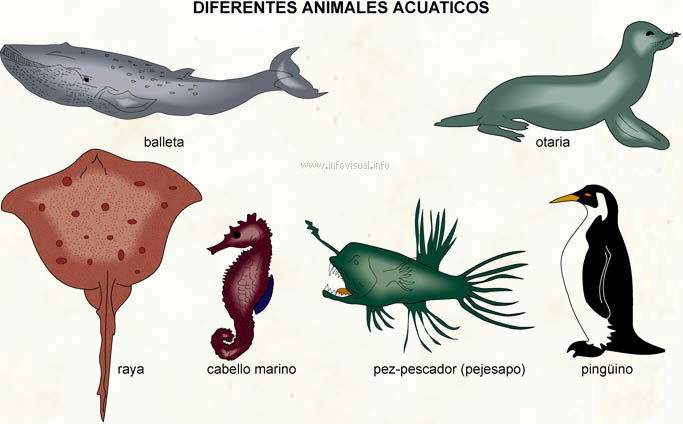 animales acuaticos
