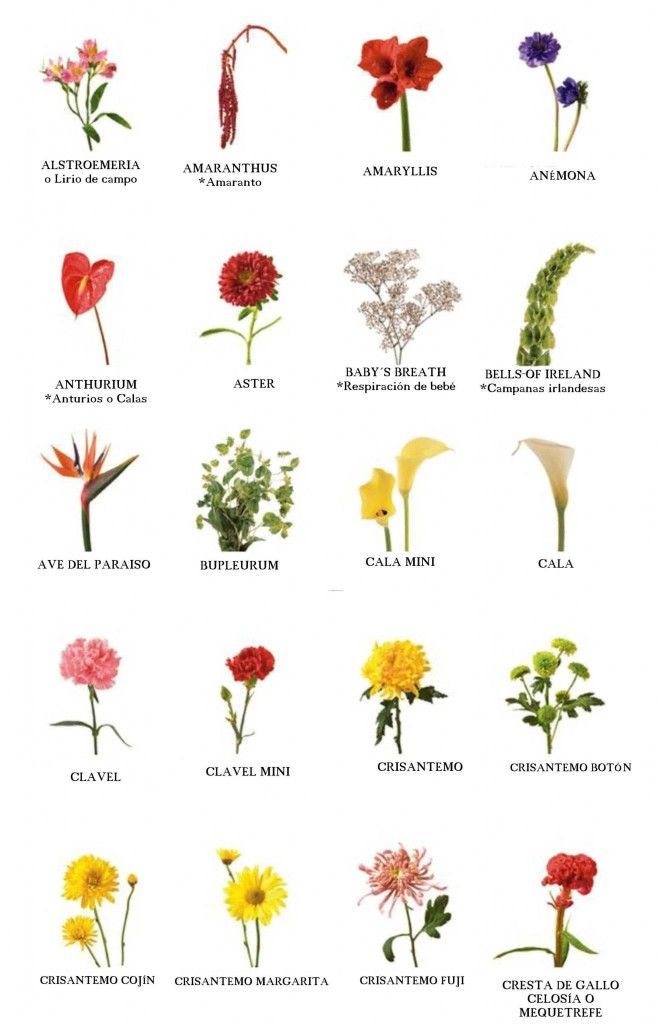 nombres de flores