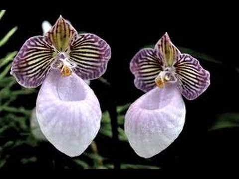 orquideas raras