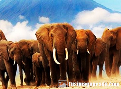 imagenes de elefantes