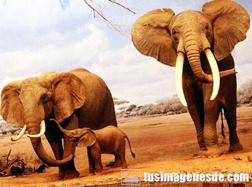 imagenes de elefantes