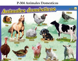 animales domesticos