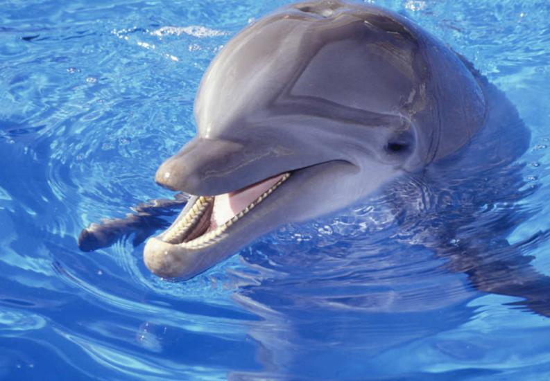 imagenes de delfines