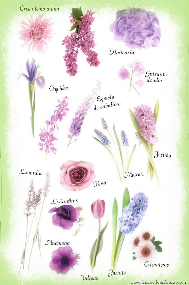 nombres de flores