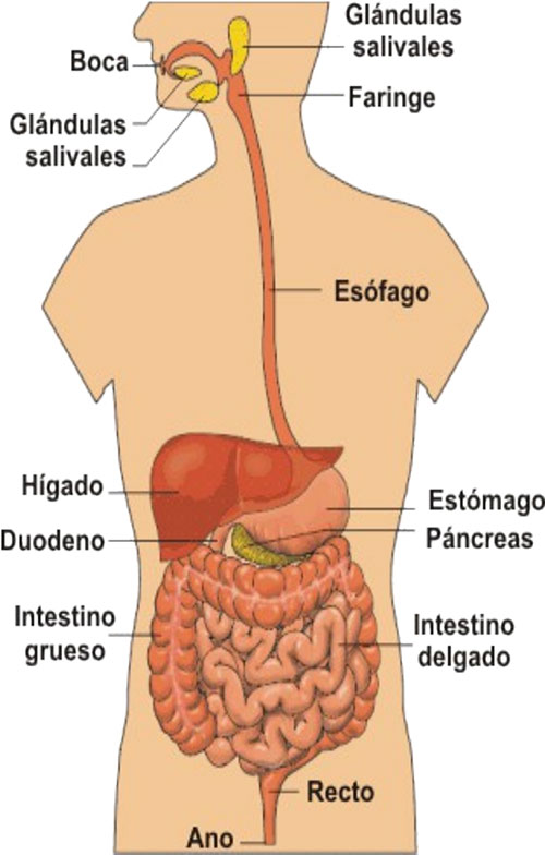 imagenes del aparato digestivo