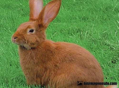 fotos de conejos