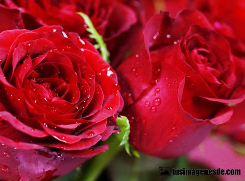 imagenes de rosas rojas