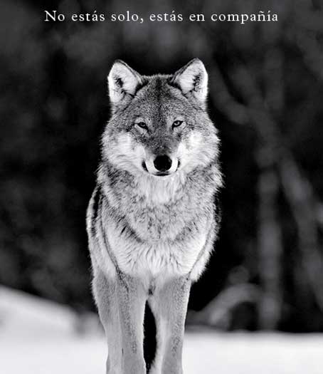 fotos de lobos